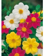 Dahlia Mignon gemengd (zaai)