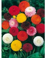 Dahlia Pompon gemengd (zaai)
