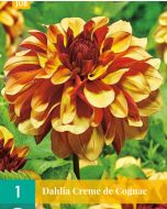 Dahlia Decoratief Creme de Cognac