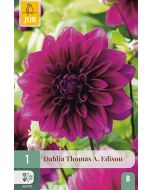 Dahlia Decoratief Thomas A Edison