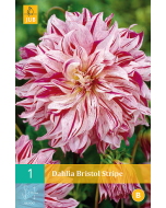 Dahlia Decoratief Bristol Stripe