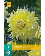 Dahlia Decoratief Grand Prix