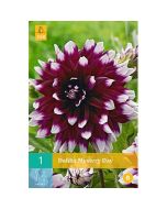 Dahlia Decoratief Mystery Day