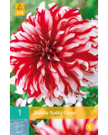 Dahlia Decoratief Santa Claus