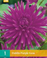 Dahlia Cactus Purple Gem
