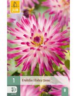 Dahlia Cactus Haley Jane