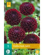 Dahlia Pompon Dark Spirit