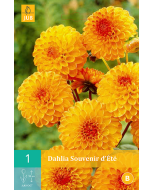 Dahlia Pompon Souvenir d'Été