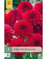 Dahlia Perk Decoratief Melody Mambo