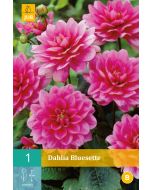 Dahlia Perk Decoratief Bluesette