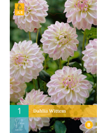 Dahlia Perk Decoratief Wittem