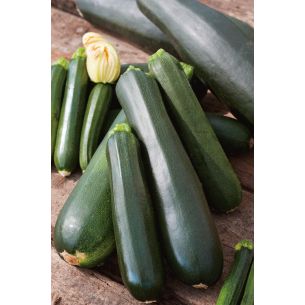 Courgette Diamant F1 hybride
