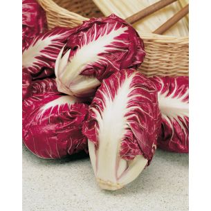 Roodlof Palla Rossa Di Chioggia 