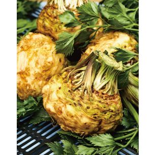 Knolselderij Dolvi verbeterde Prager reuzen 