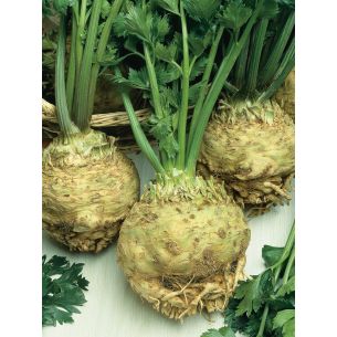 Knolselderij Brilliant