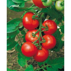Tomaten Moneymaker