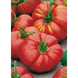 Tomaten Country Taste F1