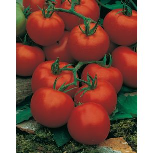 Tomaten Bonset F1 Hybride