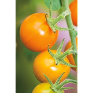 Tomaten Sungold F1