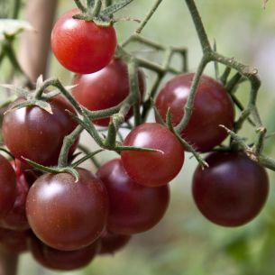 Tomaten Black Cherry