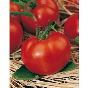 Tomaten Cristal F1 Hybride