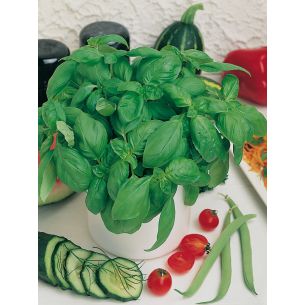 Basilicum grofbladig Genoveser - Gutosa 