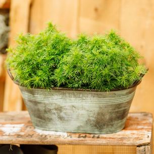 Dropplant Tagetes Filifolia