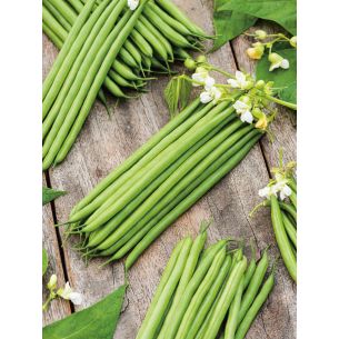 Stamslabonen Ampere 50 gr