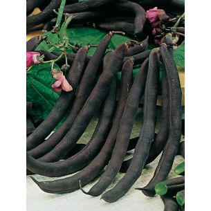 Stamslabonen Purple Queen 100 gr