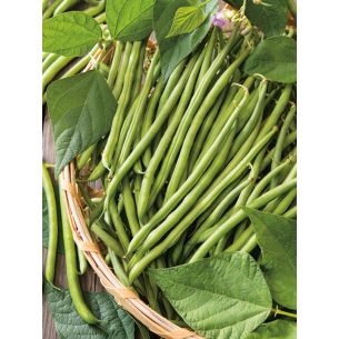 Stamslabonen Nautica 50 gr