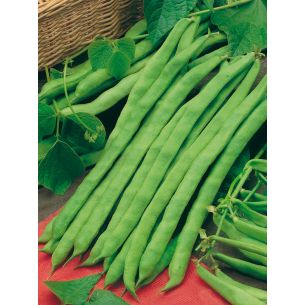 Stokslabonen Neckarkoningin 100 gr (spekboon)