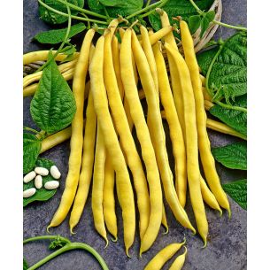 Stokslabonen Neckargold 100 gr (spekboon)
