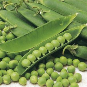 Doperwten Meikoningin 100 gr