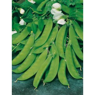 Peulen Noorman 100 gr