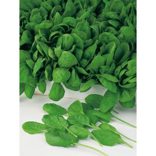 Spinazie Campania F1 50 gr