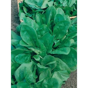 Spinazie Securo 100 gr