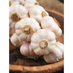Knoflook Blanke Reuzen 
