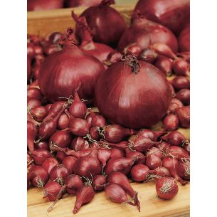 Plantuien Piroska Red (250 gr.)