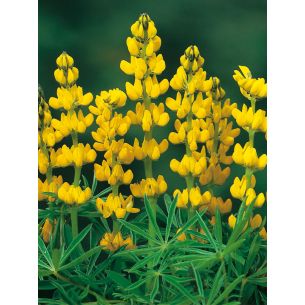 Gele zoete lupine