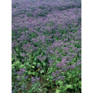 Borage