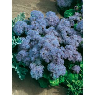 Ageratum Blue Mink