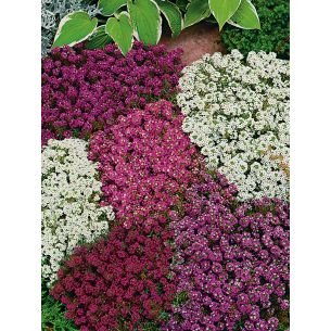 Alyssum Magic Circles