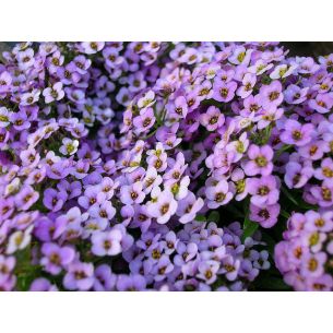 Alyssum Koningstapijt purperviolet