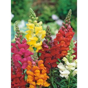 Antirrhinum Leeuwenbek hoge gemengd 