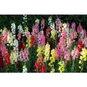 Antirrhinum Leeuwenbek halfhoge gemengd