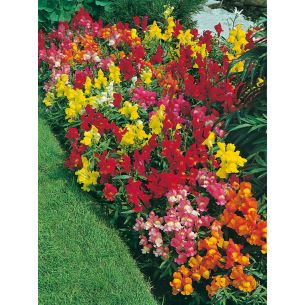Antirrhinum Leeuwenbek lage gemengd