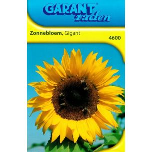 Helianthus Zonnebloem Giganteus hoog  (100 stuks)