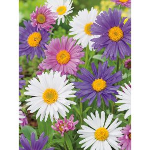 Aster Alpinus gemengd