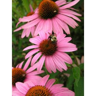 Rudbeckia of Zonnehoed purper