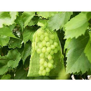 Botra xtra fruithoes